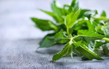 Kıvırcık nane saplarını