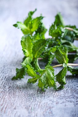 Kıvırcık nane saplarını 