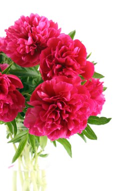 Kırmızı peonies çiçekler 