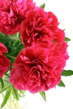 Kırmızı peonies çiçekler