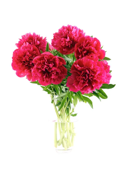 Kırmızı peonies — Stok fotoğraf