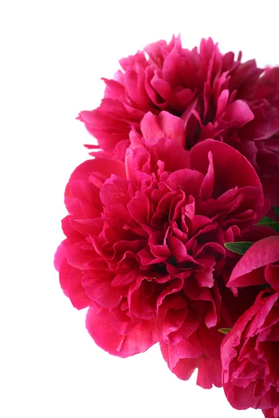 Red peonies flowers — Stock Photo, Image