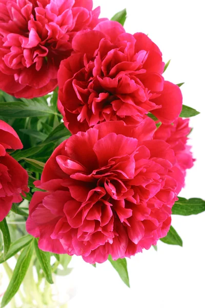 Flores de peonías rojas —  Fotos de Stock