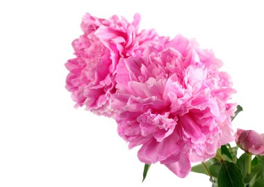 Pembe şakayık çiçekleri 