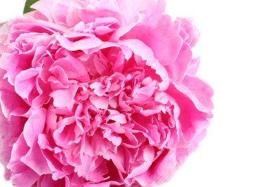 Pembe şakayık çiçeği