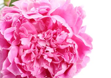 Pembe şakayık çiçeği 