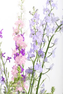 delphinium mor çiçekler 