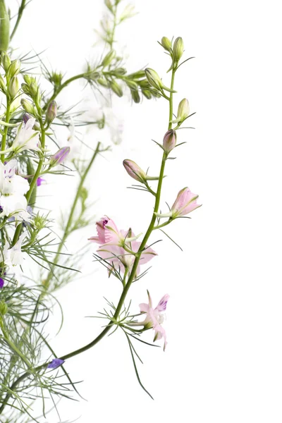 Delphinium λουλούδια επάνω ελαφρύς υπόβαθρο — Φωτογραφία Αρχείου