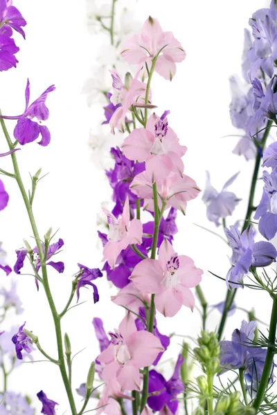 Kleurrijke Delphinium bloemen — Stockfoto