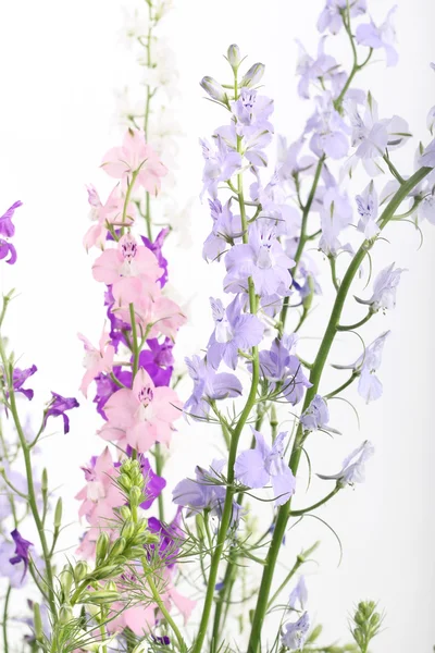 Delphinium пурпурні квіти — стокове фото