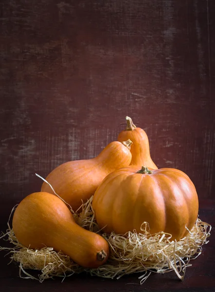 Pumpkin and squash — Stok fotoğraf