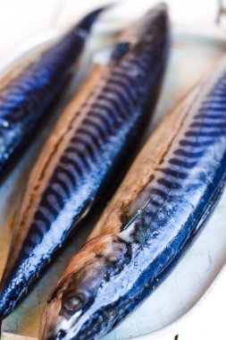 metal bir tahta üzerinde taze uskumru