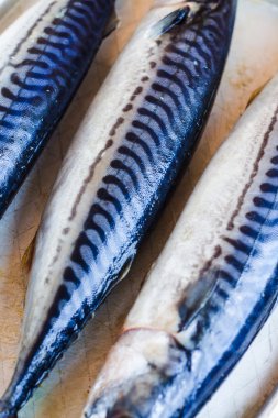 Bütün taze balık, uskumru demir zemin üzerine