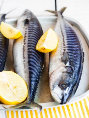 Bütün taze balık, uskumru gemide, sarı peçete