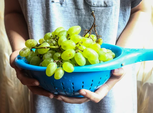 Sprigs of green grapes in a colander in the hands — Stock Photo, Image