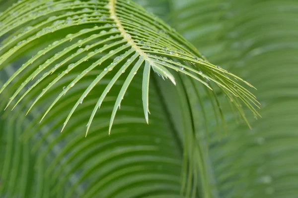 Hindistan cevizi yaprağı