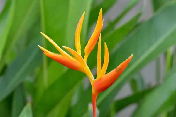 Milli Park içinde çiçek