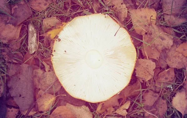 Big mushroom top view — Stock Image Big Mushroom Top View Stock Image