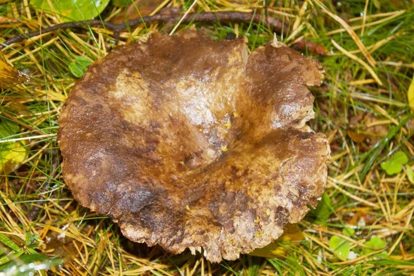Part of a big mushroom Forest — Stock Image Part Big Mushroom Forest Royalty Free Stock Photos