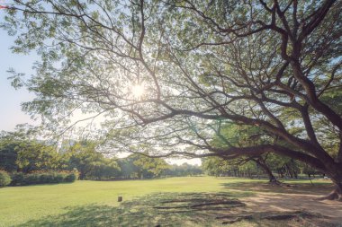 Landscap park ve çim City