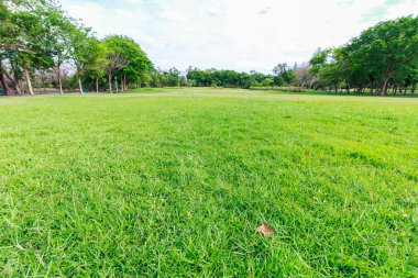 Landscap park ve çim City