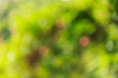 Gündoğumu backgroud bokeh ışığı 