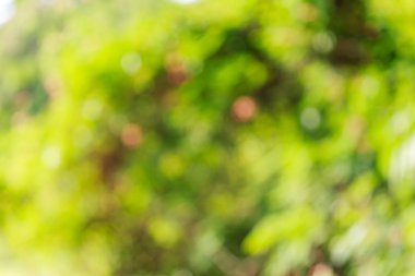 Gündoğumu backgroud bokeh ışığı 