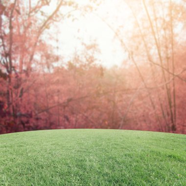 Landscap arka plan rötuş ormandaki vintage tarzı