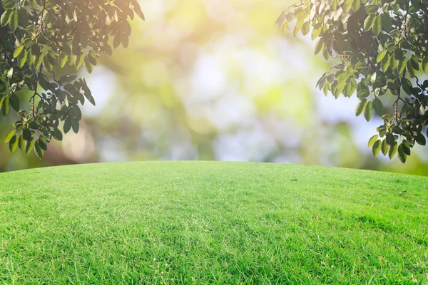 Bokeh ve çim arka plan üzerinde rötuş