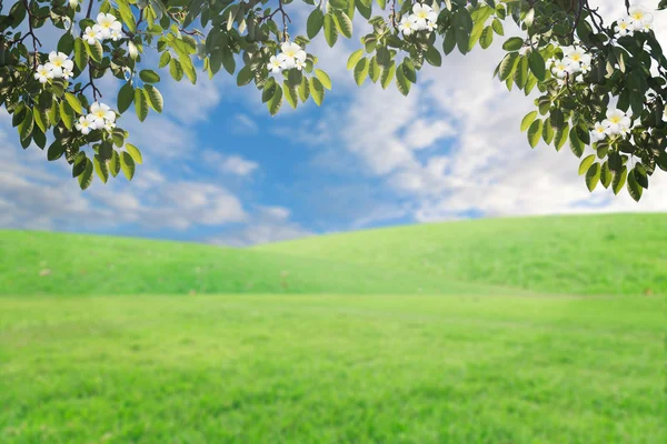 O céu retoque de fundo com nuvens e flores na grama — Fotografia de Stock