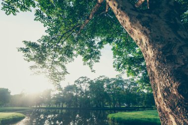 Landscap ağaç ve gündoğumu vintage tarzı Park