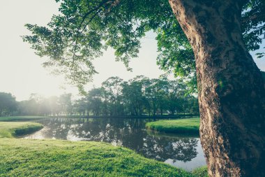 Landscap ağaç ve gündoğumu vintage tarzı Park