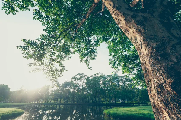 Arborele de peisaj și răsăritul soarelui stil vintage în parc — Fotografie, imagine de stoc