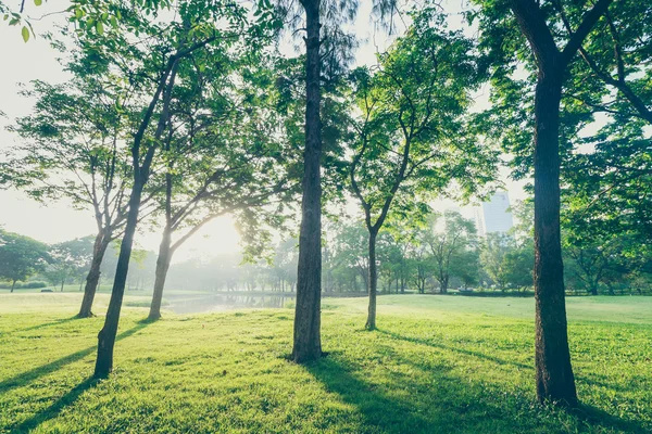 A árvore landscap e nascer do sol estilo vintage no parque — Fotografia de Stock