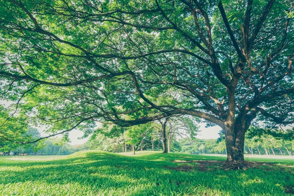 Landscap ağaç ve gündoğumu vintage tarzı Park