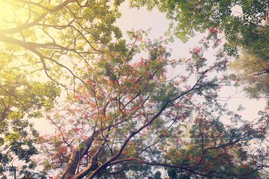 Landscap ağaç ve gündoğumu vintage tarzı Park