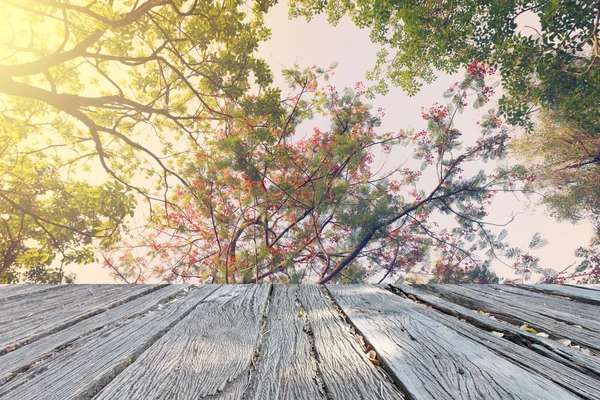 El árbol de casquete y el estilo vintage del amanecer en el parque — Foto de Stock
