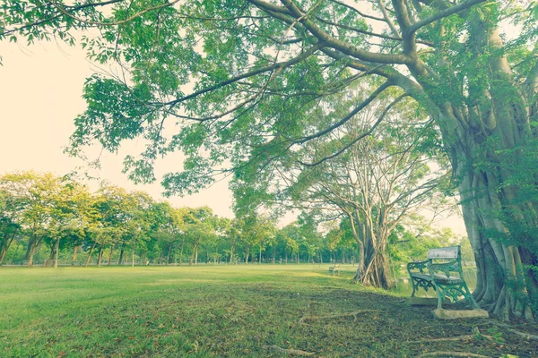 A árvore landscap e nascer do sol estilo vintage no parque — Fotografia de Stock