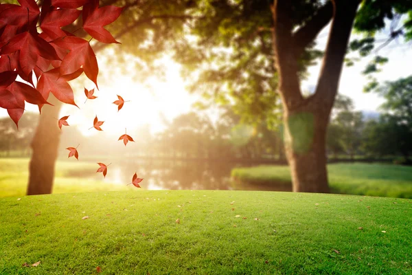 El parque de paisajes y el retoque de fondo del amanecer — Foto de Stock