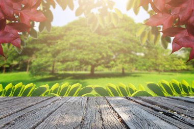 Landscap ağaç ve çiçek Park