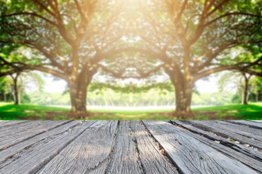 Güzel landscap büyük ağaç ve gündoğumu vintage