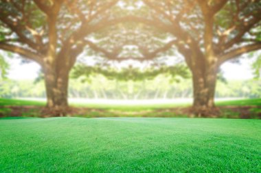 Güzel landscap büyük ağaç ve gündoğumu vintage