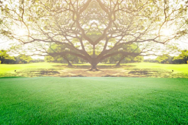 Güzel landscap büyük ağaç ve gündoğumu vintage