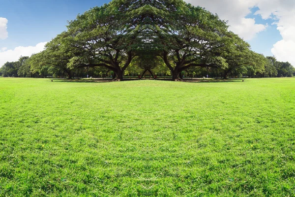 City güzel landscap doğa ve günbatımı park