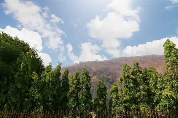 The perfect nature and sky with cloud in park