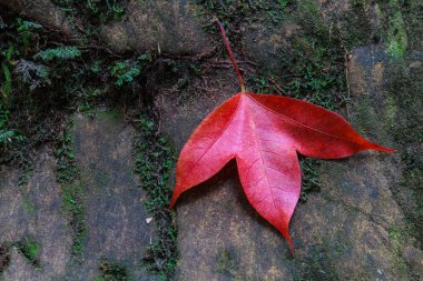 akçaağaç yaprağı