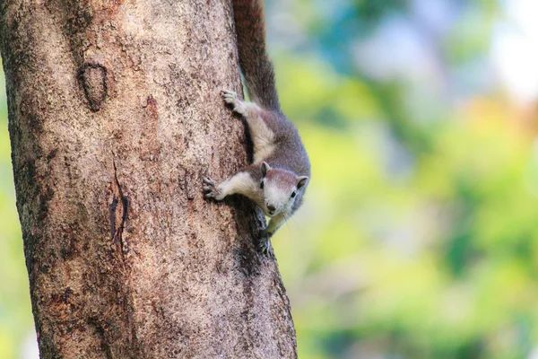 Squirrel — Stock Photo, Image