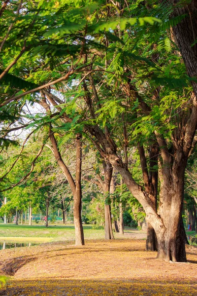 Parque — Fotografia de Stock