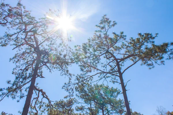 Landscape — Stock Photo, Image