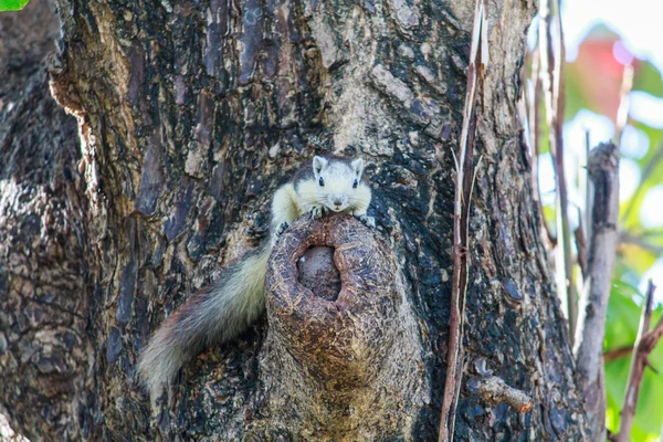 Squirrels in nature — Stock Photo, Image